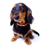 HOW Campers - Pet fee